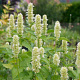 Agastache rugosa albiflora GM P9