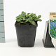 Ajuga reptans GM P9