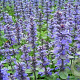 Ajuga reptans GM P9