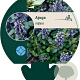 Ajuga reptans GM P9