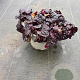 Ajuga reptans 'Atropurpurea' GM 1.5