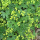 Alchemilla faeroensis pumila GM P9