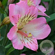 Alstroemeria Summer Break GM  P11