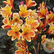 Alstroemeria Summer Breeze GM  P11