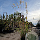 Miscanthus sinensis A kwaliteit 15L