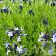 Amsonia tabernaem. 'Stella Azul' GM P9