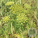 Angelica pachycarpa GM P9