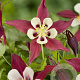 Aquilegia 'Crimson Star' GM P9