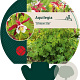 Aquilegia 'Crimson Star' GM P9