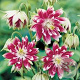 Aquilegia 'Nora Barlow' GM P9