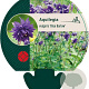 Aquilegia v. 'Blue Barlow' GM P9