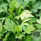 Artemisia lactiflora 'Guizhou' GM P9