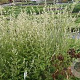 Artemisia lactiflora 'Weisse Dame' GM P9