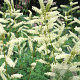 Aruncus aethusifolius GM P9