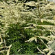 Aruncus aethusifolius 'Elegance' GM P9