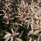 Aruncus aethusifolius 'Opulenz' GM P9