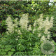 Aruncus dioicus 'Whirlwind' GM P9
