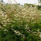 Aruncus 'Perlhühn' GM P9