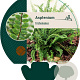 Asplenium trichomanes GM P9