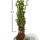 Ligustrum vulgare 60-80 cm wortelgoed 0/1/0 2-3 tak