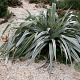 Astelia chathamica 'Silver Spear' 60-80 cm 20L