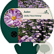 Aster amellus 'Rosa Erfüllung' GM P9