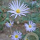 Aster azureus GM P9