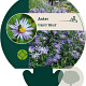 Aster frikartii 'Mönch' GM P9
