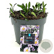 Aster (D) 'Lady in Blue' GM 2,0L