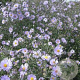 Aster laevis 'Blauschleier' GM P9