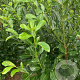 Prunus l. Legend 150-160 cm met kluit solitair