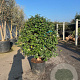 Camellia japonica 'Purity' 125-150 cm cont. 90L meerstammig