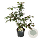 Acer pal. 'Osakazuki' 50-60 cm 4,5L
