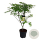 Acer pal. 'Osakazuki' 100-125 cm 14L