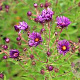 Aster n.-a. 'Nachtauge' GM P9