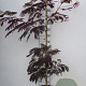 Albizia julibr. 'Summer Chocolate' 80 cm stam 7,5L