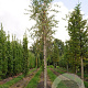 Betula p. 'Laciniata' 6-8 HO draadkluit