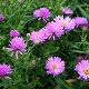 Aster n.-b. 'Rosaperle' GM P9