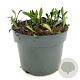 Aster 'Wood's Purple' GM 2,0L