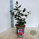 Camellia j. 'Lady Campbell' 35-40 cm 5,0L