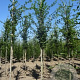 Carpinus betulus 6-8 HO draadkluit