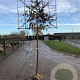 Carpinus betulus 10-12 HO draadkluit LEIVORM 200 cm stam