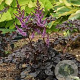 Astilbe 'Dark Side of the Moon' GM P9