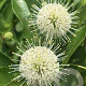 Cephalanthus o. 'Moonlight Fantasy' 40-60 cm 10L