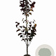 Cercis can. 'Merlot' 175-200 cm 10L geveerd