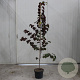 Cercis can. 'Merlot' 175-200 cm 10L geveerd
