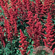 Astilbe (A) 'Fanal' GM P9