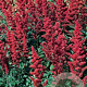 Astilbe (A) 'Fanal' GM P9