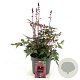 Astilbe japonica GM 2,0L