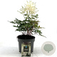 Astilbe japonica GM 2,0L